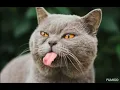 NACHTS SIND ALLE KATZEN GRAU