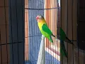 Lagu LOVEBIRD NGEKEK PANJANG ISIAN TENGKEK BUTO \