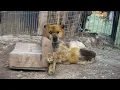 Download Lagu Chained Blind Dog Left Without Food or Water – You Won’t Believe His Reaction When Freed