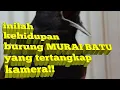 Download Lagu Suara indah nan eksotis!! Inilah kumpulan burung murai batu yang hidup di pedalaman hutan Sumatera