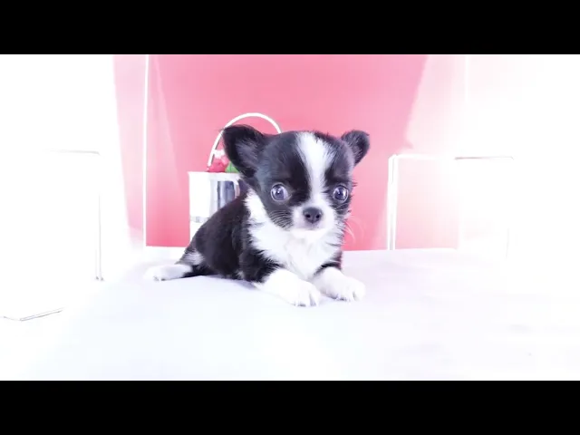 動画