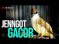 Download Lagu MASTERAN CUCAK JENGGOT GACOR BESETAN TAJEM