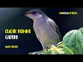 Download Lagu CUCAK KOMBO GACOR SUARA DAHSYAT || COCOK BUAT MASTERAN DAN PANCINGAN CUCAK KOMBO BAHAN