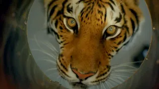 بنت بتصحى من النوم بتلاقى نمر بيطاردها ومفيش أى مخرج فى البيت تهرب منه ملخص Burning Bright 