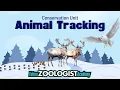 Animal Tracking How Scientists Track Wildlife