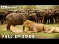 Deadliest Lion: No Mercy in the Wild | Nature Animal Documentary