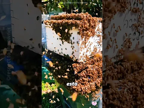 Este hombre descubrió que un grupo de abejasvivía en un bote de basura#shorts
