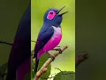 Lagu This Natural Bird Song Calms Anxiety and Brings Mental Clarity