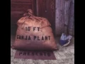 10ft ganja plant - 01 - Blood Money