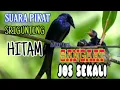 Download Lagu SUARA PIKAT SRIGUNTING HITAM JOOOOS SEKALII