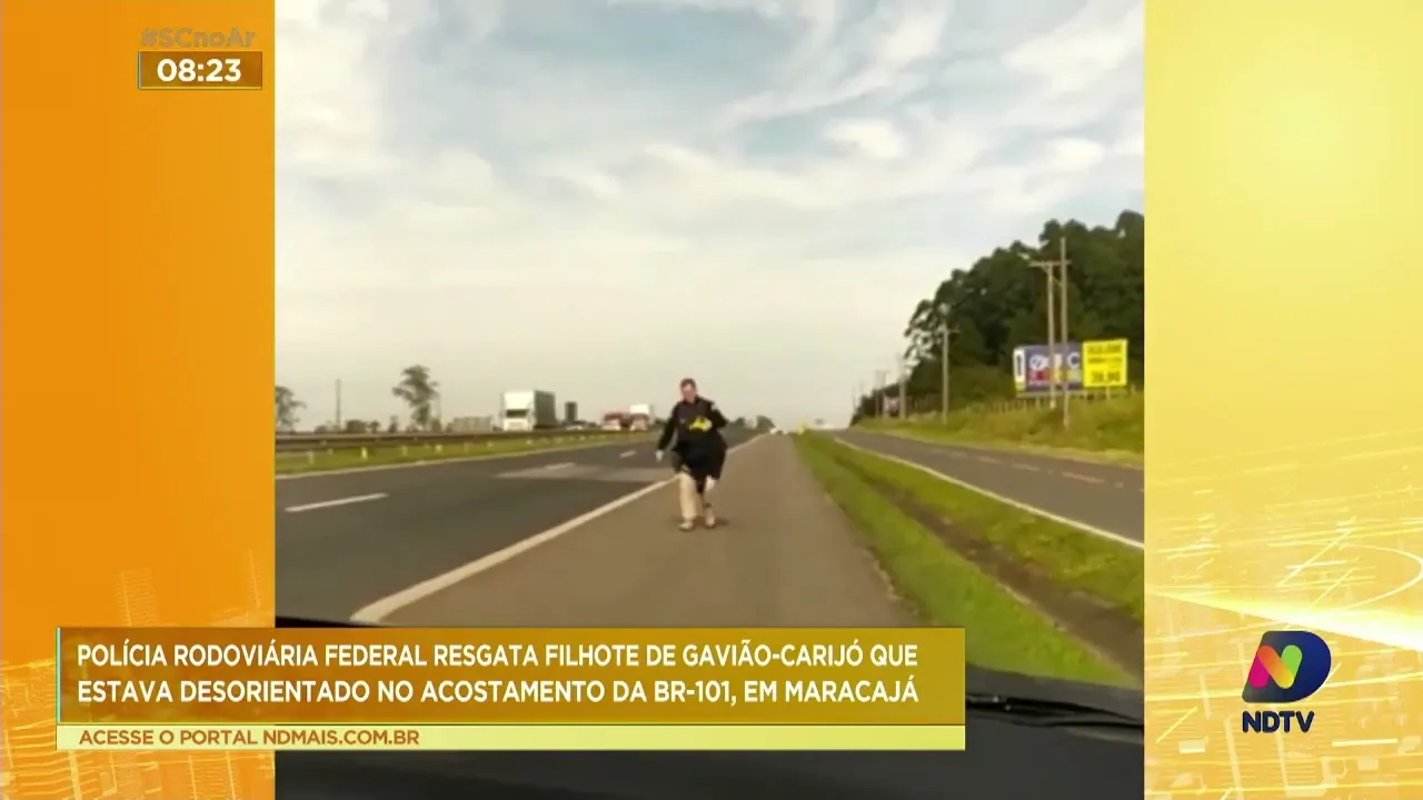 PRF resgata filhote de Gavião-Carijó que estava desorientado no acostamento da BR-101