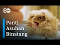 Download Lagu Rumah Penampungan Binatang Buruan di Belize Berjuang Hadapi Pandemi