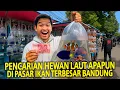 Download Lagu PENCARIAN HEWAN LAUT APAPUN DI PASAR IKAN TERBESAR BANDUNG! KAGET TERNYATA BANYAK YANG BERUBAH!