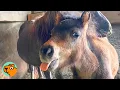 Lagu Smallest Horse In Herd Shows The BIGGEST Sass | Cuddle Buddies