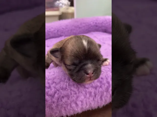 動画