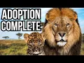 Download Lagu 7 Times Wild Animals Adopted Other Species - Unexpected Families
