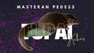 masteran tupai kekes tembakan panjang jeda air mengalir