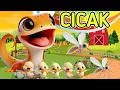 Download Lagu CICAK Cicak di Dinding | Lagu anak anak, TEK KOTEK-NAIK DELMAN, lagu anak indonesia//DEWIKIDS