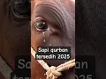 Download Lagu Sapi qurban tersedih idul Adha 2025  #quran #india #animals #short