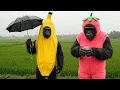 Download Lagu Gorillakostuums onthullen de moderne samenleving | Compilatie van absurde satire