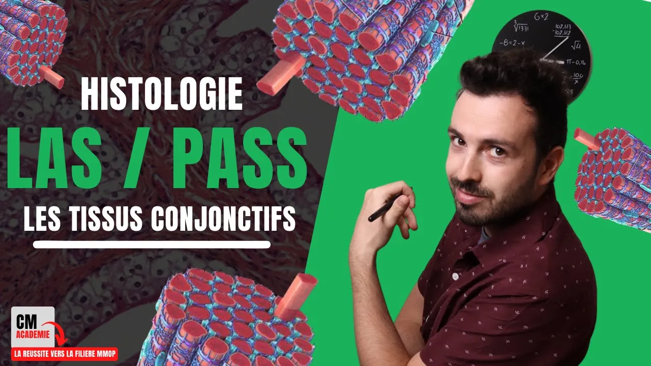 LES TISSUS CONJONCTIFS : Matrice extra-cellulaire, fibroblastes, fibres de collagène...A RETENIR !