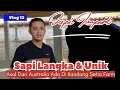 Download Lagu WOW❗ Moment Mas Hermawan Datangkan Sapi Langka 'Sapi Asli Australia' Ke Kandang Setia Farm