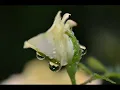 Johnny Rivers ( Days Of Wine And Roses ) -1968 - HQ - subtitles in English