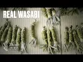 Download Lagu The Truth About Wasabi