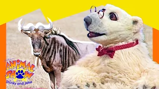 🐃 Wildebeests vs. Sea Turtles! Why Do They Migrate? 🐢 | Full Episode | Animals Show for Kids