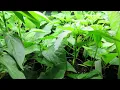 Update Using Cheap LED Shop Lights for Seedlings Hyper Tough 5 000 lumen LED strips