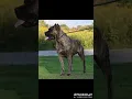 Different colors of CANE CORSO