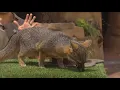 Download Lagu Zoo Day | Meet the Catalina fox