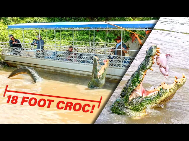 Video: Feeding The Worlds Largest Crocodile?!