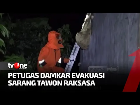 Proses Evakuasi Sarang Tawon Raksasa di Ciamis