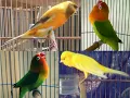 Download Lagu Kompilasi suara lovebird dan kenari untuk masteran para burung juara