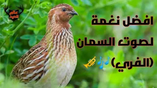 صوت طائر الفري او السمان نغمة استدعاء قوية مجربة                                                     دندنها