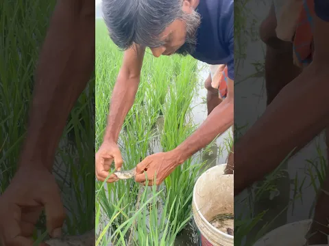 Amazing village fishing #fishing #handfish #fish