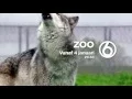 Lagu TV-serie ZOO (vanaf 4 januari bij SBS6)