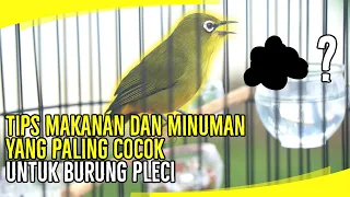 Download MAKANAN DAN MINUMAN PLECI BIAR CEPAT NGALAS GACOR MP3