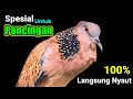 Download Lagu TEKUKUR GACOR suara merdu - Spesial Untuk PANCINGAN TEKUKUR 💯% Langsung Nyaut.
