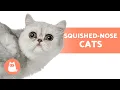 10 FLAT-FACED CAT Breeds Which One Is Your Favorite
