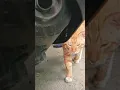 Lagu Cat Cinematic (Kucing Cinematic)