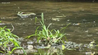 You can help keep our creeks clean Char-Meck Storm Water Service