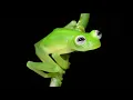 Rileksasi Suara Kodok | Frog Sound Relaxation