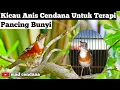 Lagu Kicau Anis Cendana Gacor Untuk Pancingan || Anis Kembang dan Anis Merah
