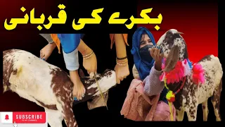big goat slaughter lady butcher vlog