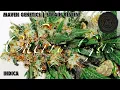 Download Lagu MAVEN GENETICS | STRAIN REVIEW : “ CHERRY GAS “