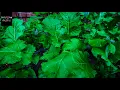 Save Money Grow Collard Greens for Your Bearded Dragon