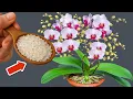 Download Lagu Hoe je orchideeën 100 bloemen tegelijk laat bloeien