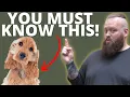 3 THINGS TO KNOW BEFORE GETTING A COCKER SPANIEL